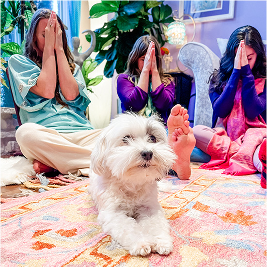 joy potential dog